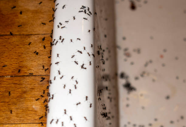 Best Pest Prevention Services  in Riley, KS