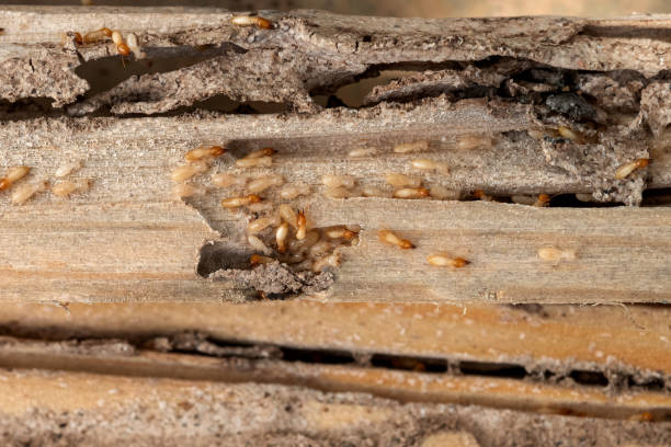Pest Control Cost in Riley, KS